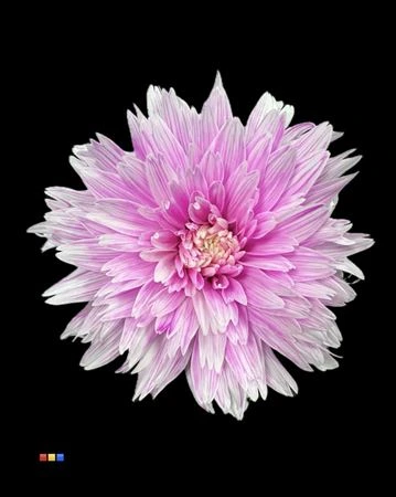 Chryzantéma veľkokvetá Undercover Pastel Cerise • 70 cm