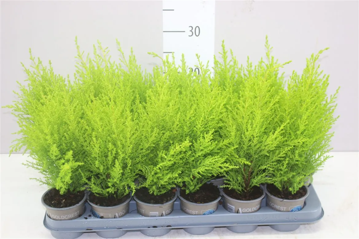 Cupressus Wilma • črepník 9 cm