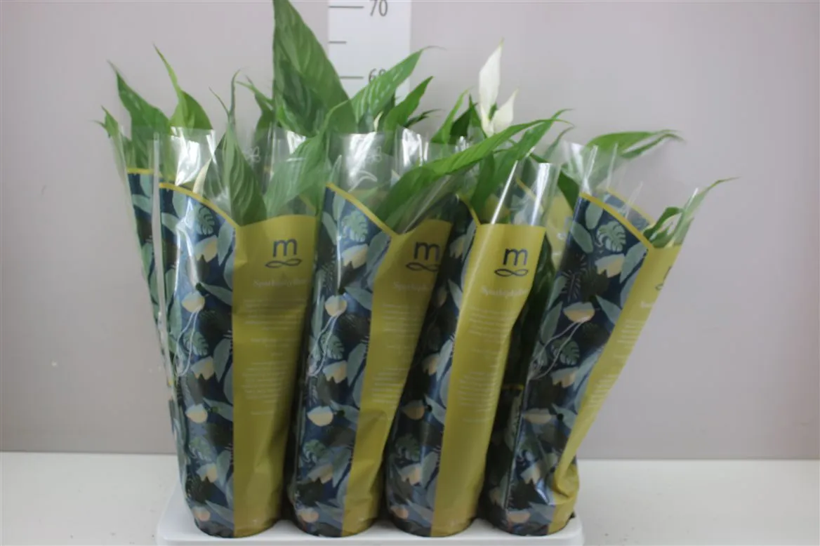 Lopatkovec Sweet Benito • črepník 13 cm