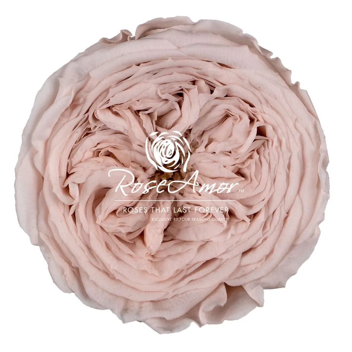 Stabilizovaná ruža Amelia ⌀ 4 cm, ružová PIN79