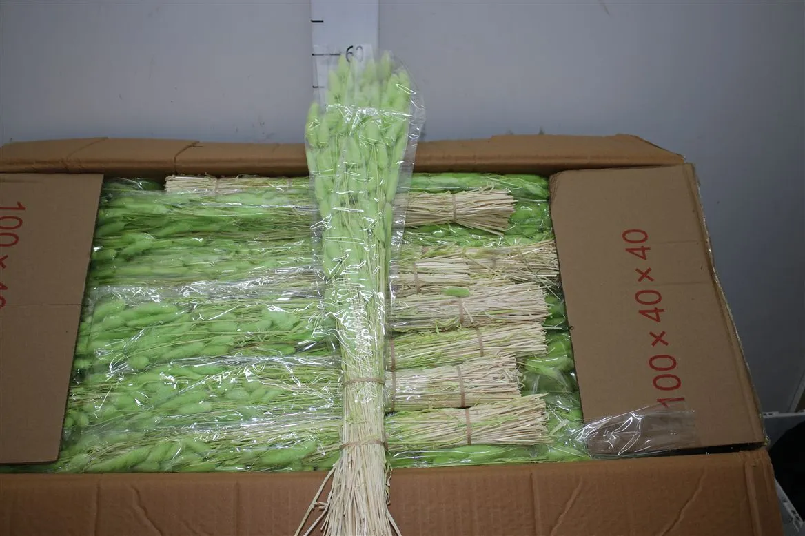 Dried Lagurus Light Green • 70 cm