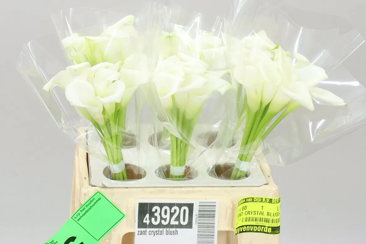 Kala Crystal Blush • 40 cm