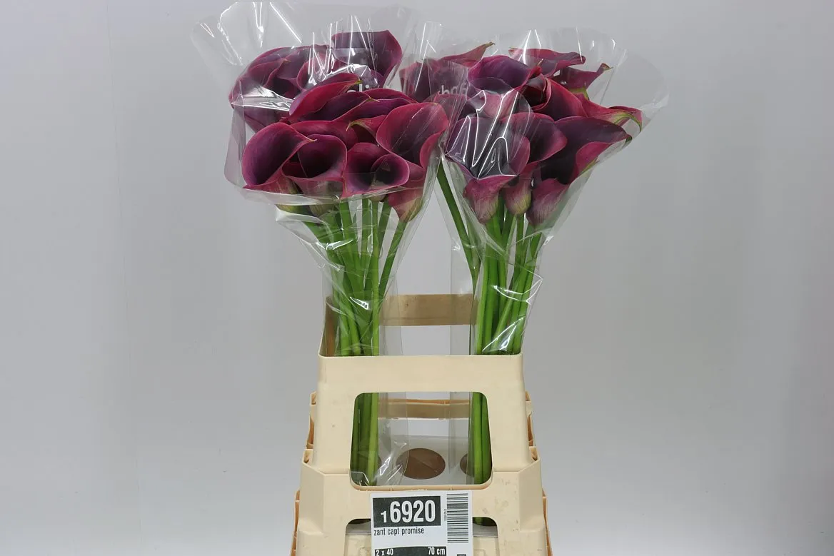 Kala Capt Promise • 70 cm