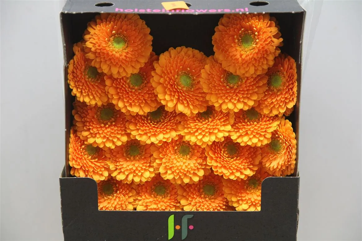 Germini Diamond Pomponi Fanta • 55 cm