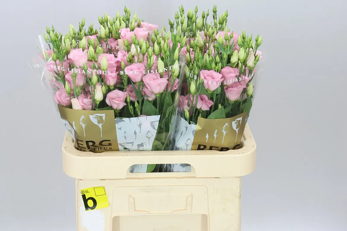Eustóma jednoduchá Claire Light Pink • 70 cm