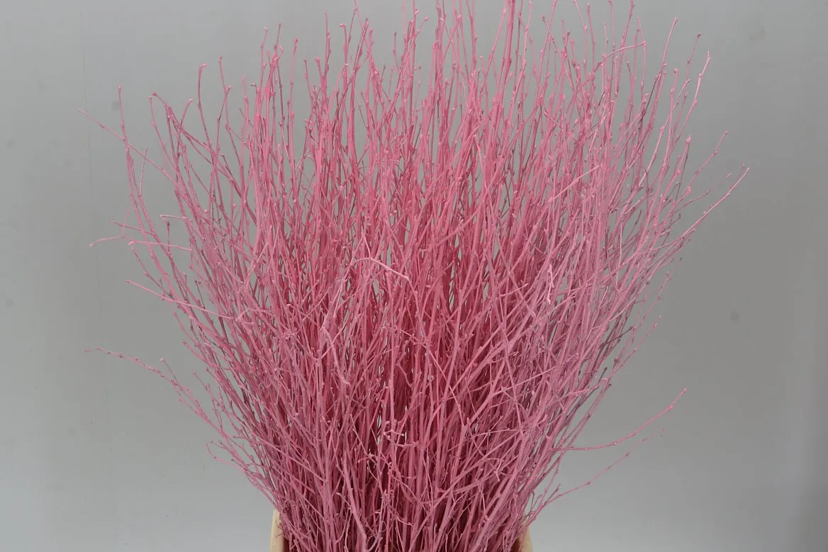 Breza Pink • 70 cm