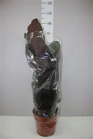 Calathea mix • črepník 24 cm