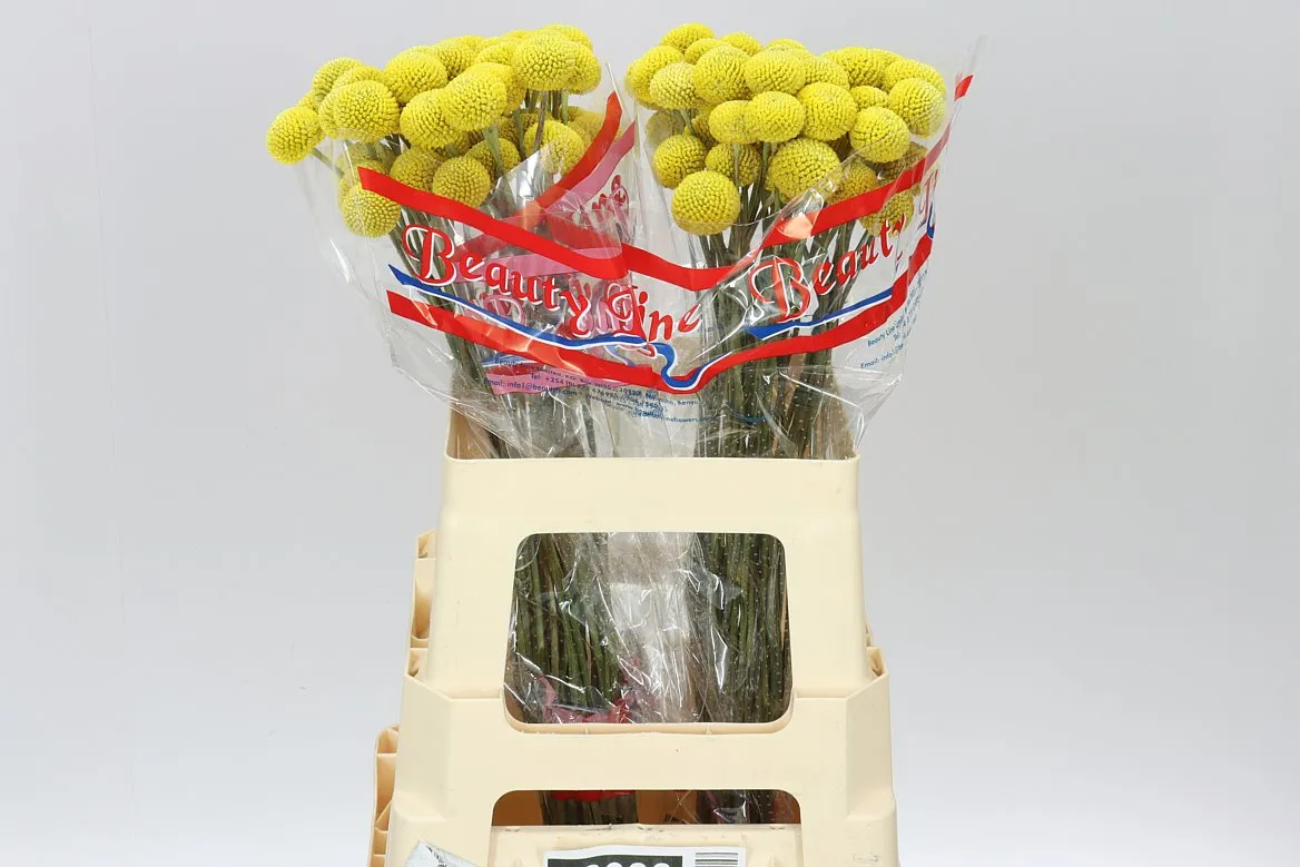 Craspedia Big Yellow • 75 cm