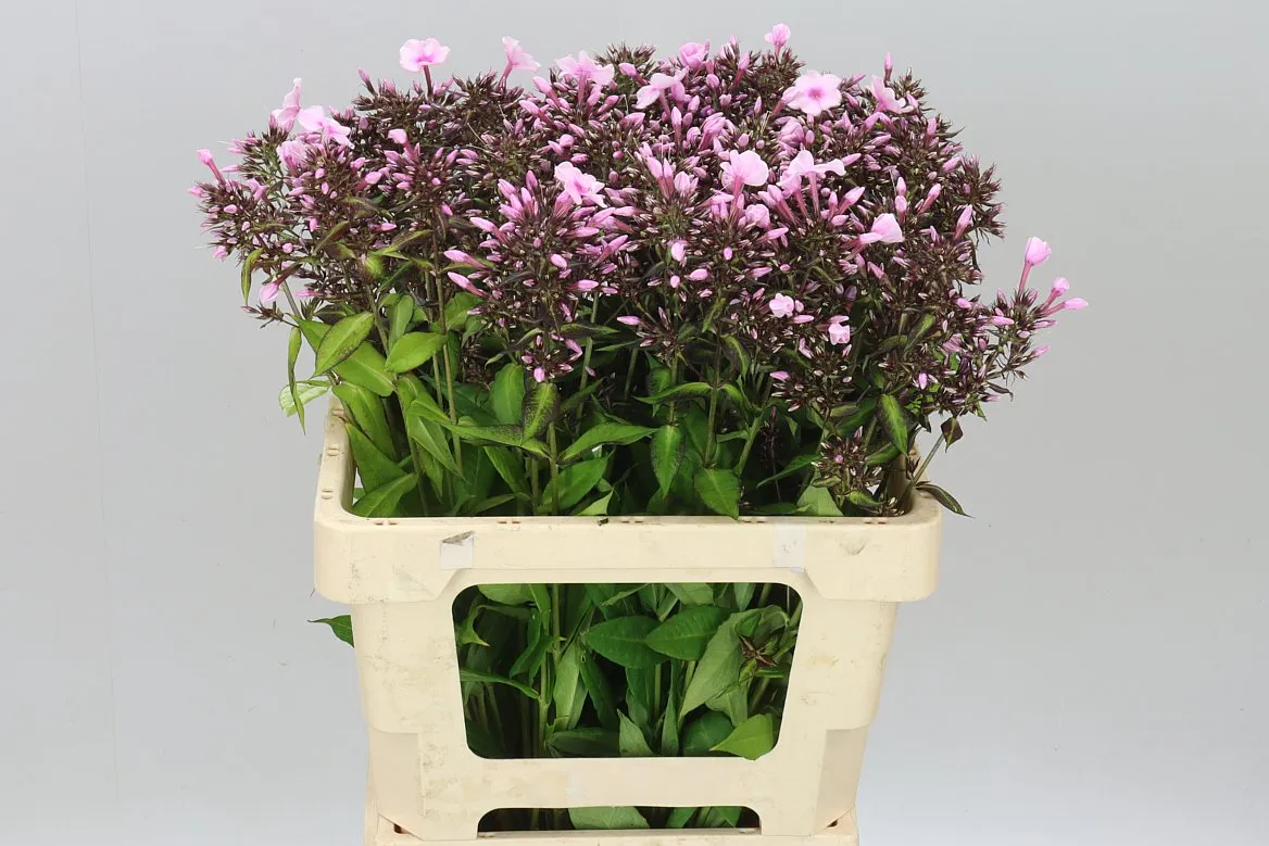 Phlox P Bright Eyes • 60 cm
