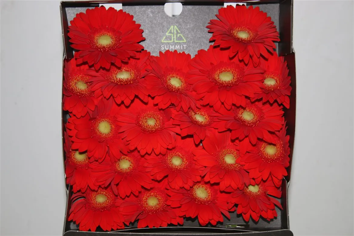 Germini Diamond Curry • 55 cm