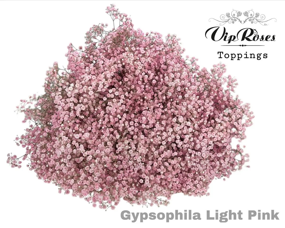 Gypsofila Pa Light Pink • 80 cm