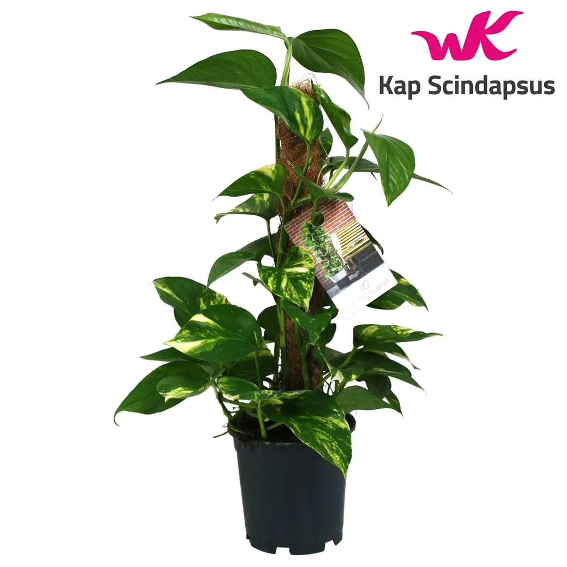 Epipremnum Mosstok • črepník 15 cm