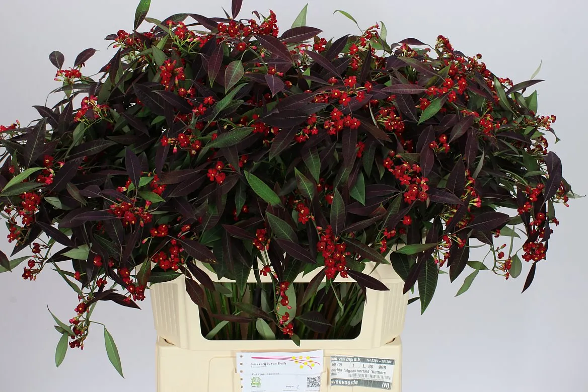 Euphorbia F T Kuttlers Samtrot • 75 cm