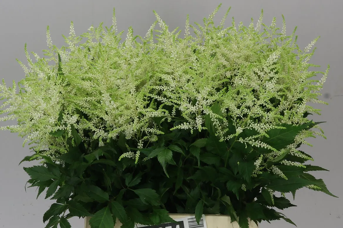Astilbe Washingthon • 60 cm