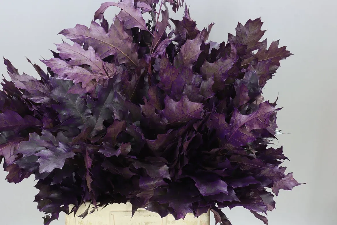 Quercus Painted Purple • 60 cm
