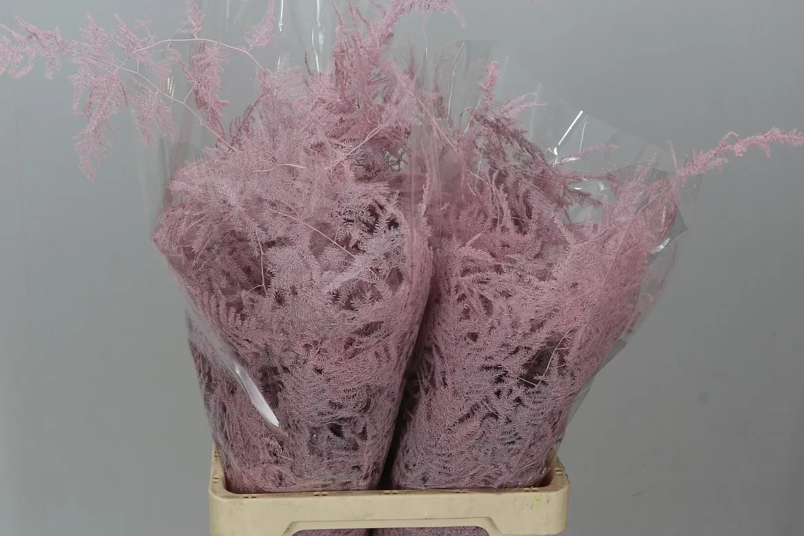 Asparágus Extra Veren Light Pink • 65 cm