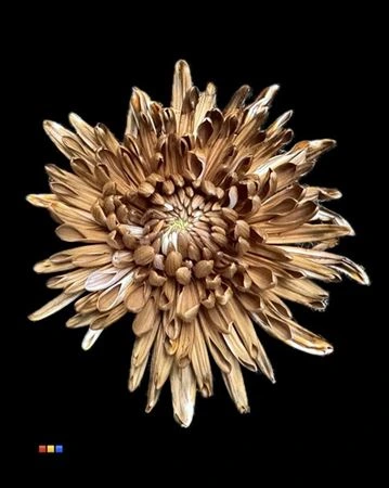 Chryzantéma veľkokvetá Topspin Brown • 70 cm