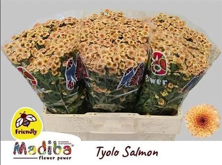 Sant Mad Tiolo Salm • 50 cm