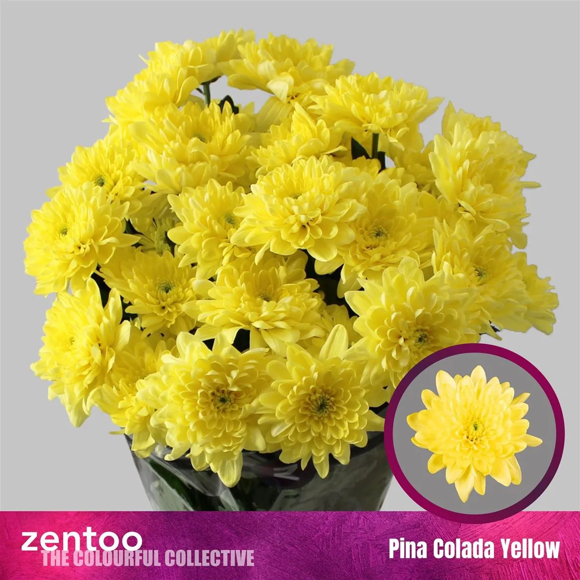 Chr T Pina Colada Yellow • 70 cm