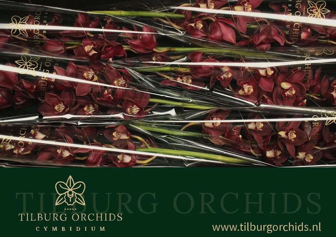 Orchidea Cymbidium Priwine, celá stonka • 60 cm