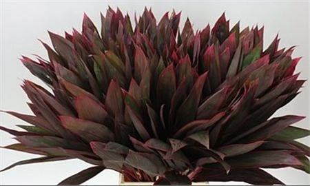 Dracéna Red • 60 cm