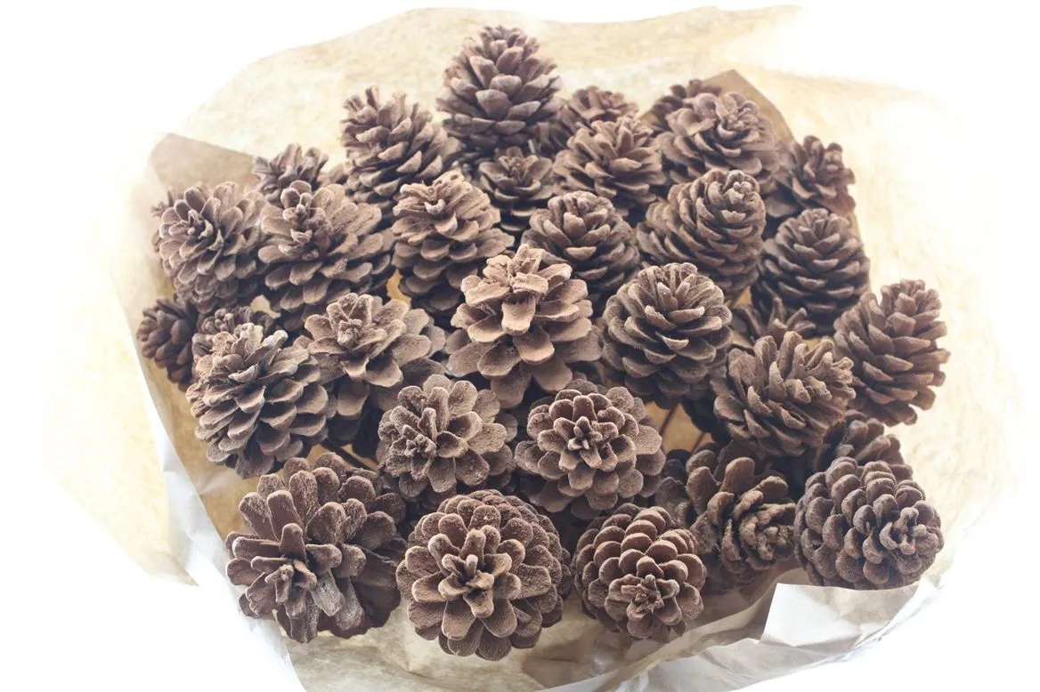 Pine Cone Cinamon, sušené • 50 cm