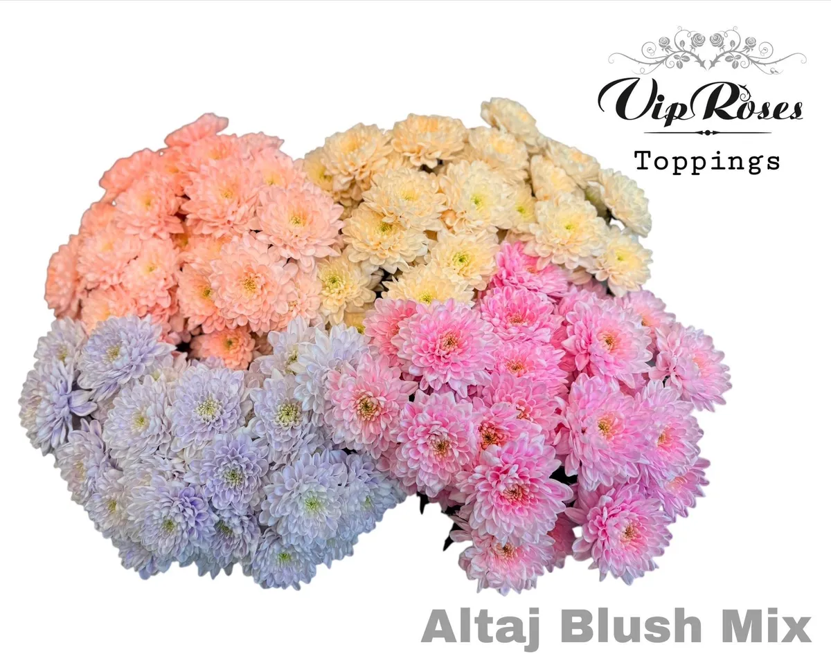 Chryzantéma trsová Altaj Blush mix • 70 cm
