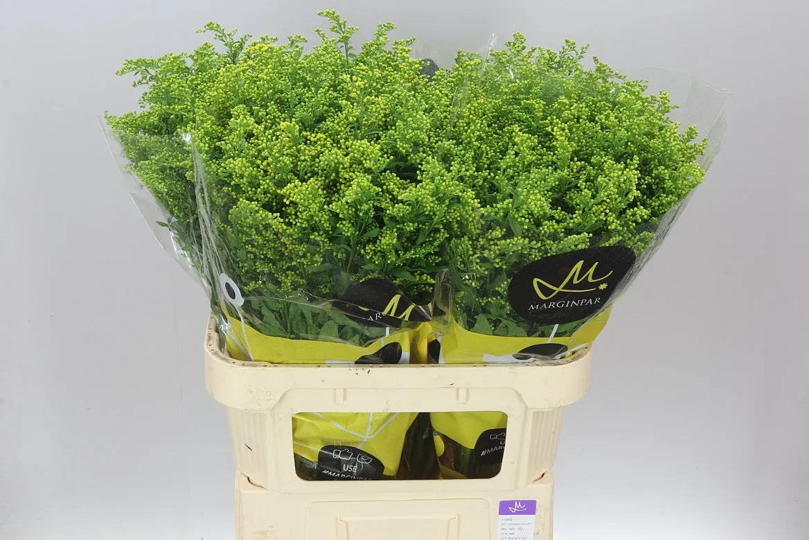 Solidago Golden Glory • 80 cm