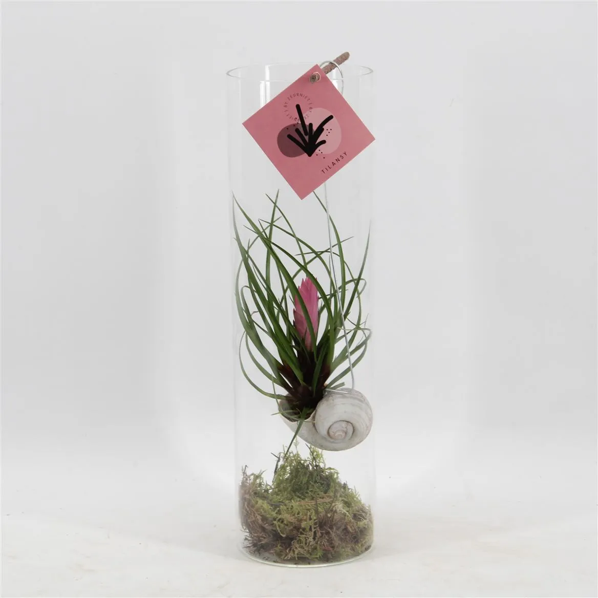 Snaily - Tillandsia Cyanea • črepník 11 cm
