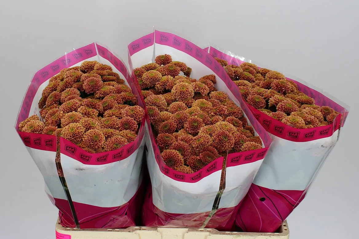 Sant Doria Cherry • 55 cm