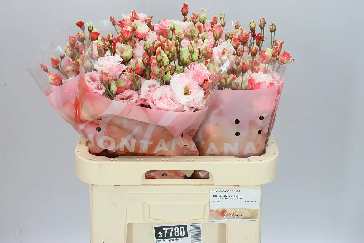 Eust Dy Heavenly Pink • 70 cm