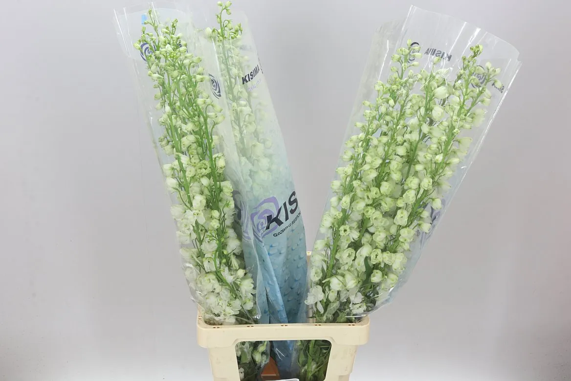Stračonôžka Elatum Guardian White • 90 cm