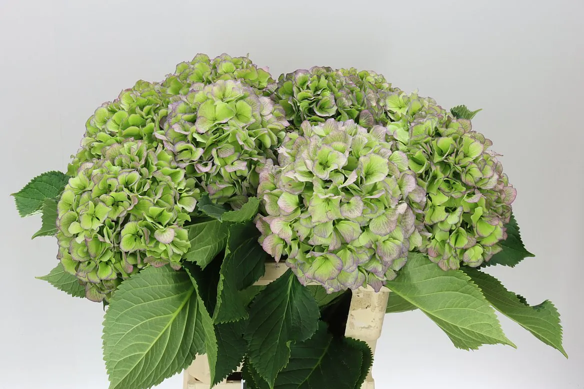 Hortenzia Verena Green Purple Classic • 60 cm