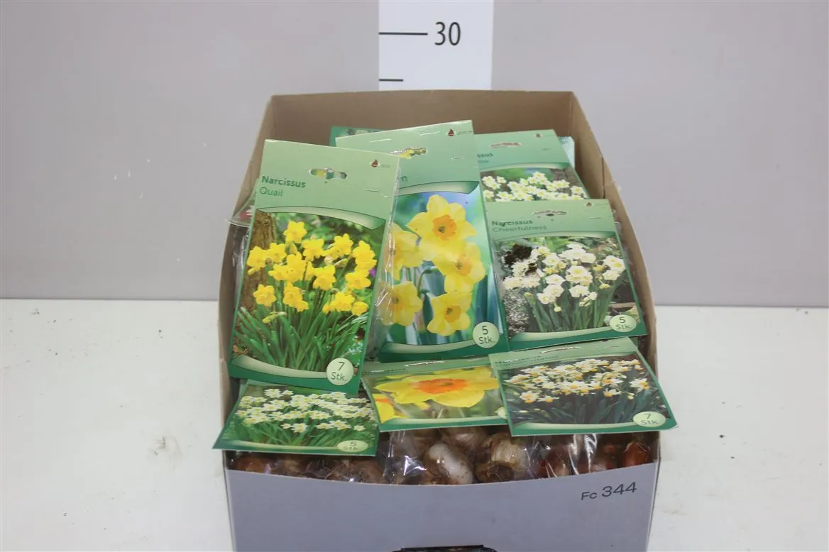 Droge Bloembol Narcis mix