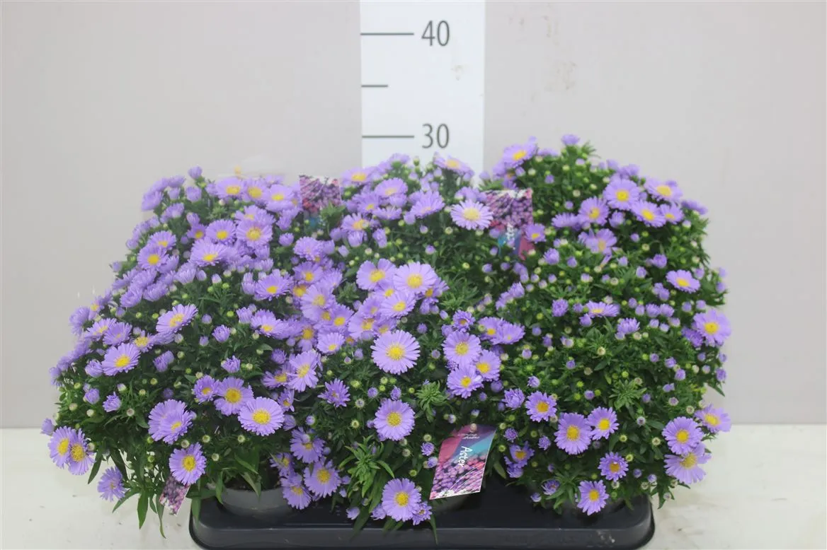 Aster D Purple Rocket • črepník 12 cm