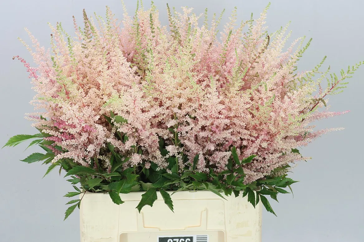 Astilbe Earth L Pink • 70 cm