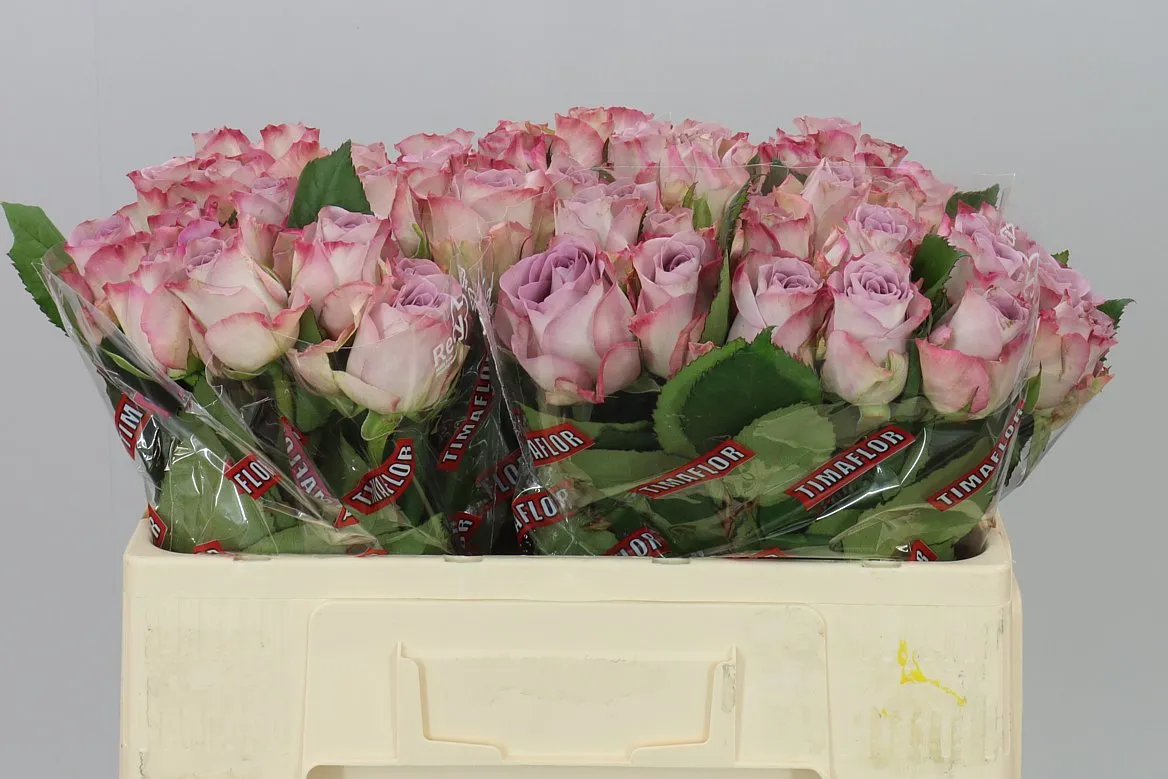 Rosa Gr Memory Lane! • 50 cm