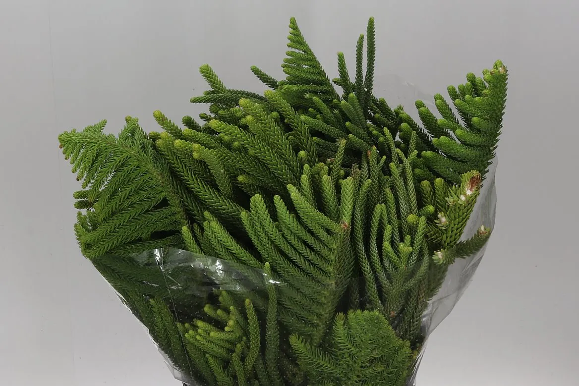 Araucaria • 60 cm