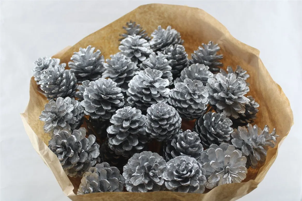 Pine Cone Silver Out Glitter, sušené • 50 cm