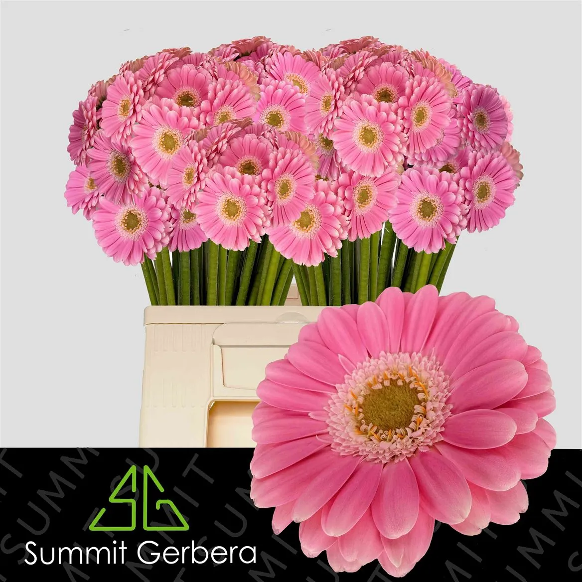Germini Aqua Philou • 50 cm