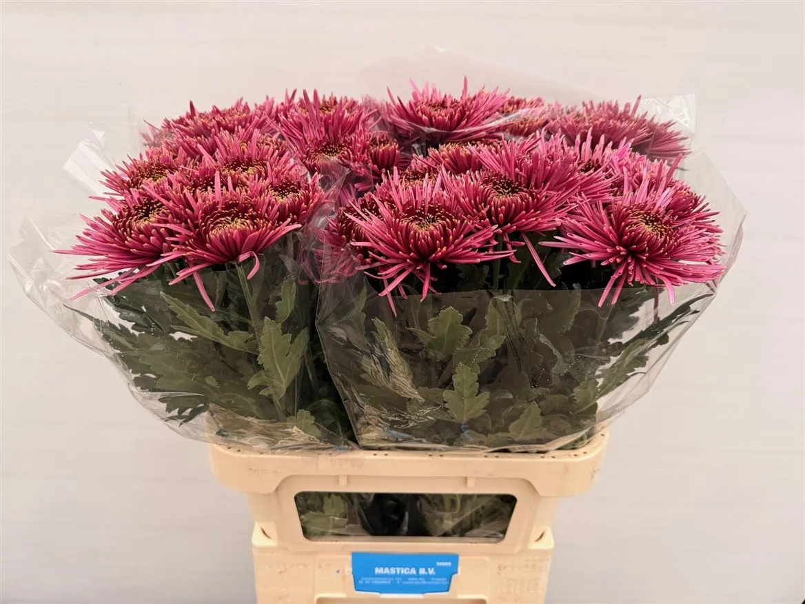 Chryzantéma veľkokvetá Tula Purple • 80 cm