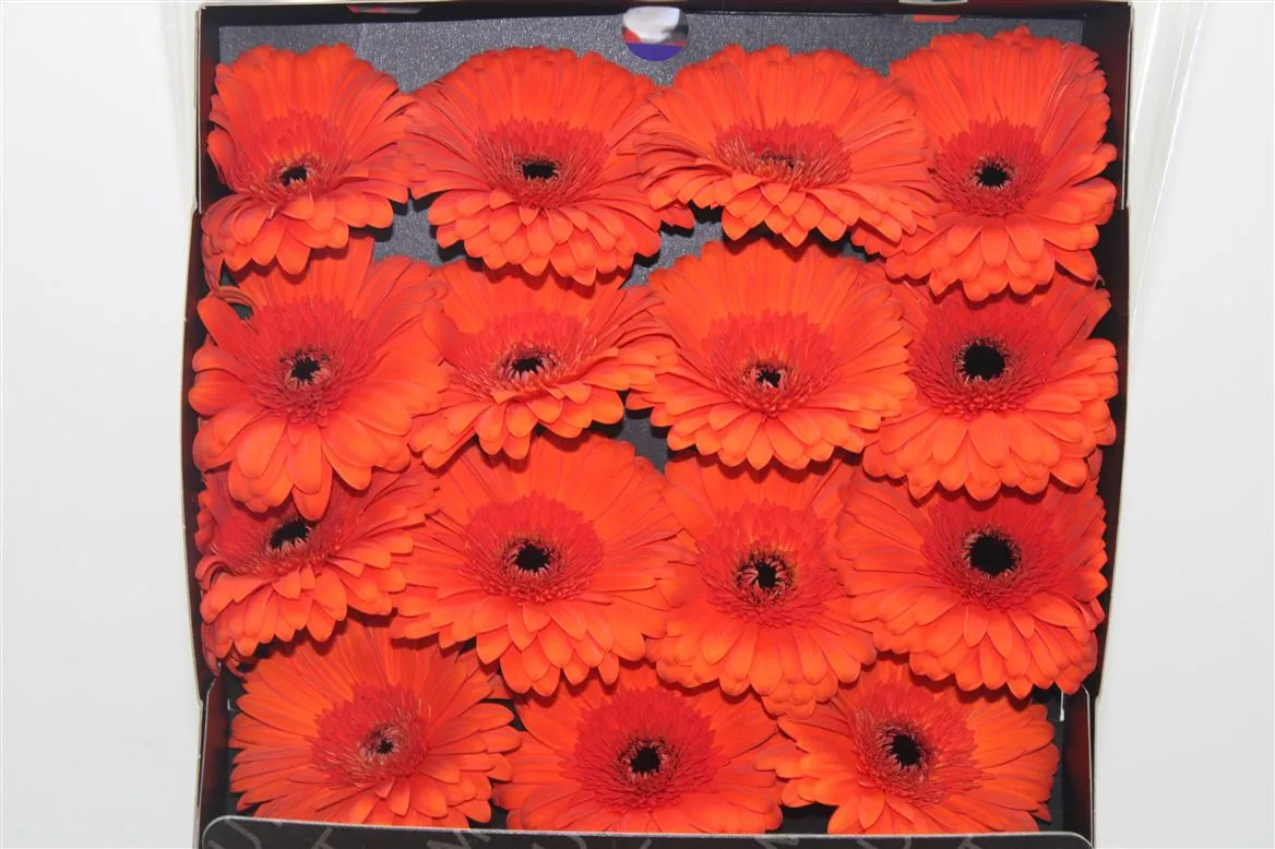 Gerbera Diamond Capella • 55 cm