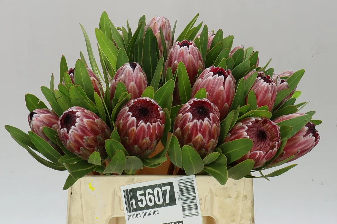 Protea Pink Ice • 40 cm