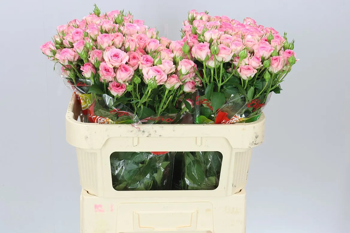 Rosa Tr Tralala • 70 cm