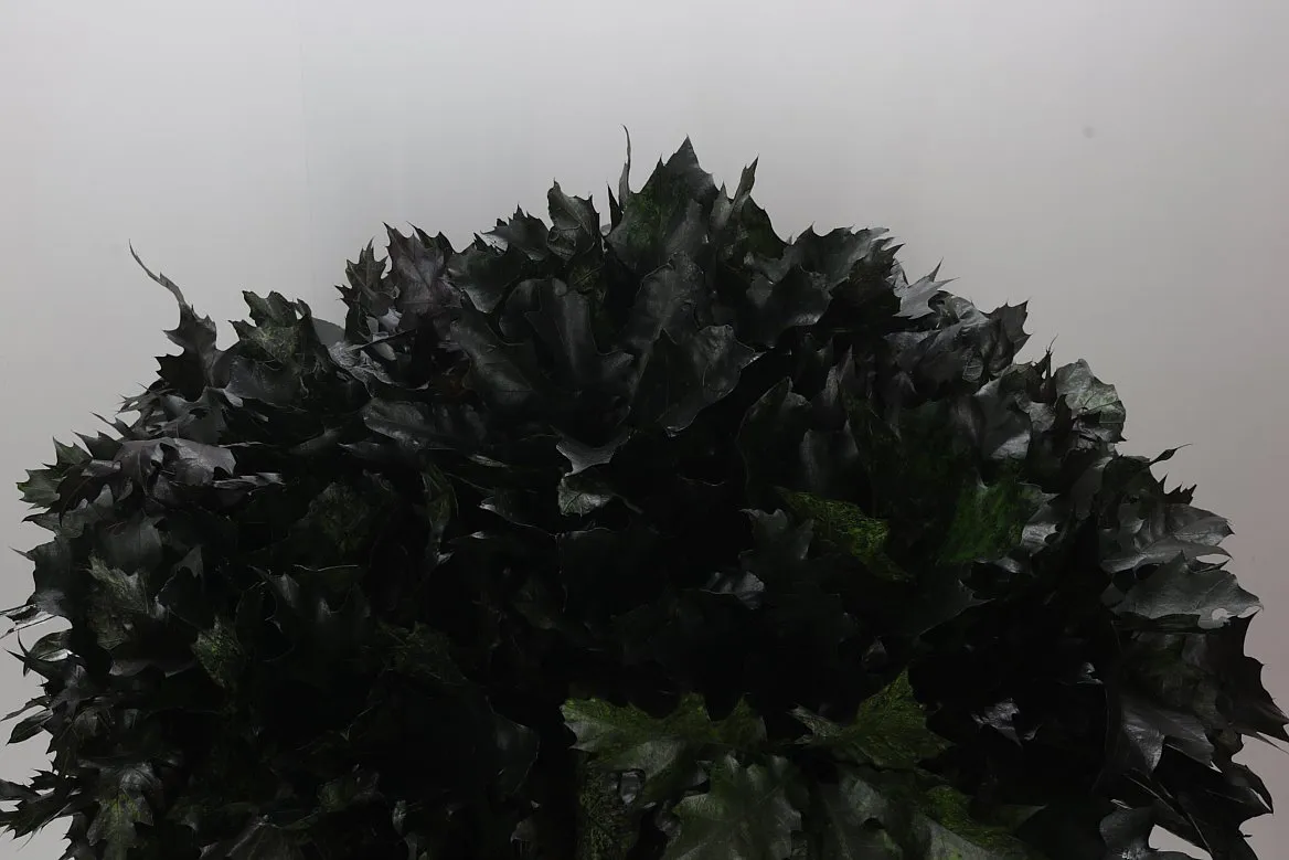 Quercus Rubra Black 20st • 60 cm