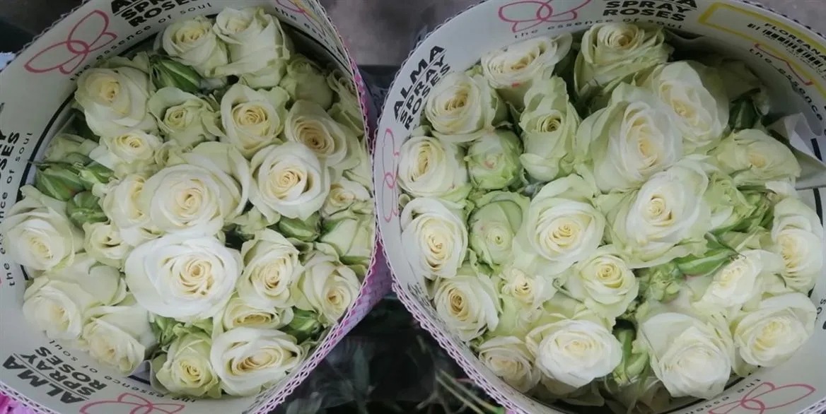 Ruža trsová Floreana, Ekvádor • 40 cm