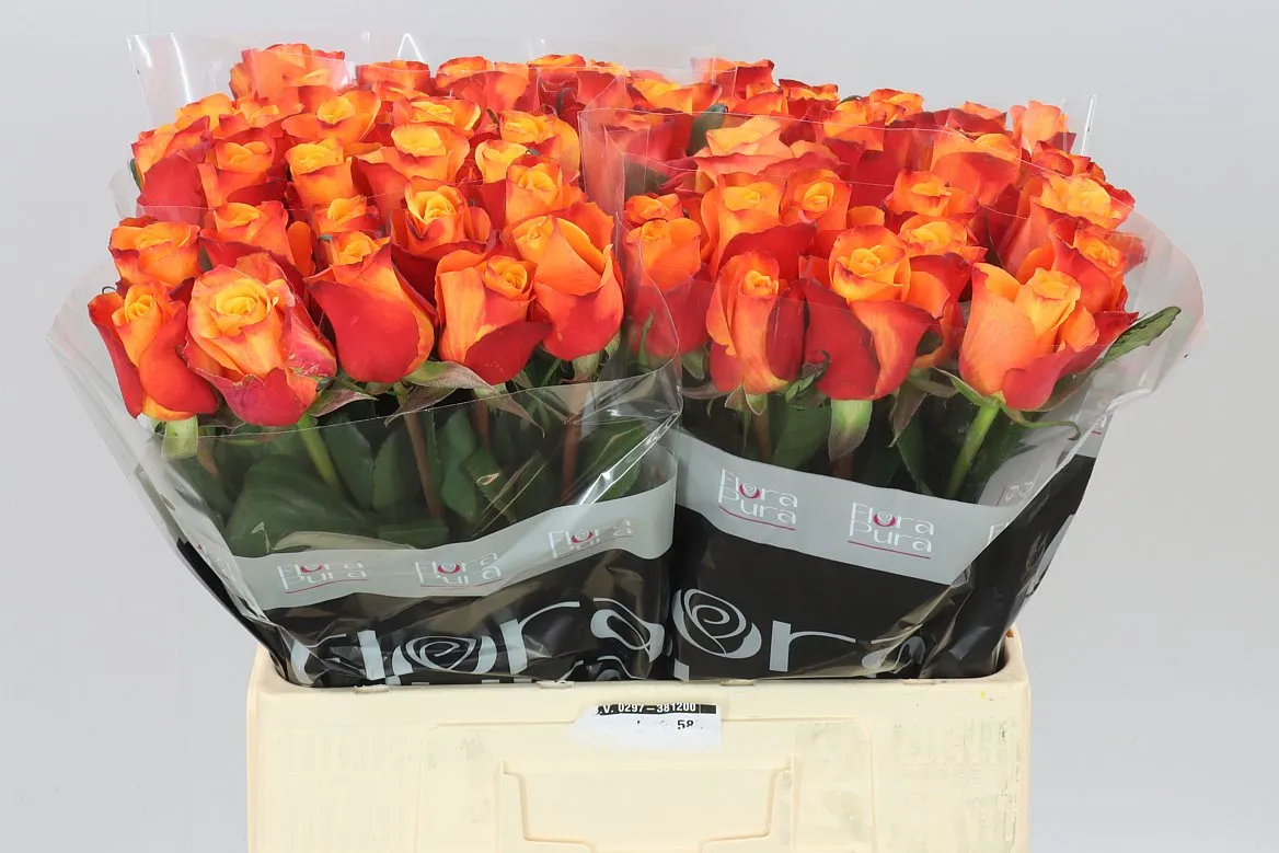 Rosa Gr Fire Fly • 60 cm
