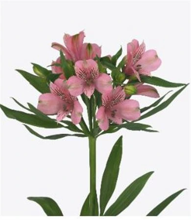 Alstroméria Elegance Xl • 75 cm