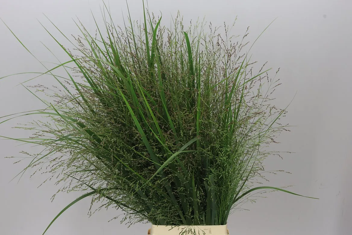 Panicum Northwind