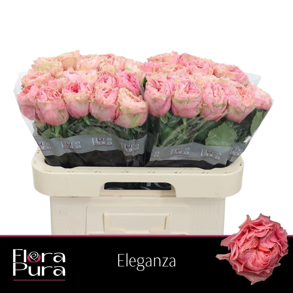 Ruža Eleganza • 60 cm